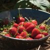 Elan - (F1) Strawberry Seed