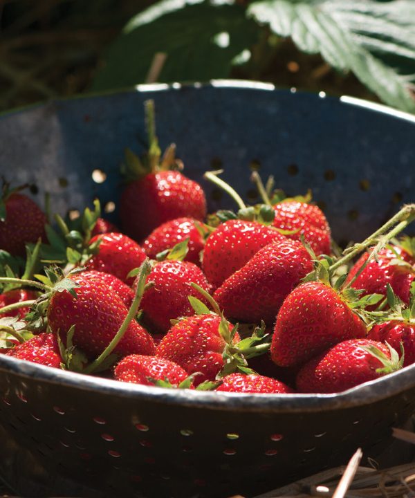 Elan - (F1) Strawberry Seed