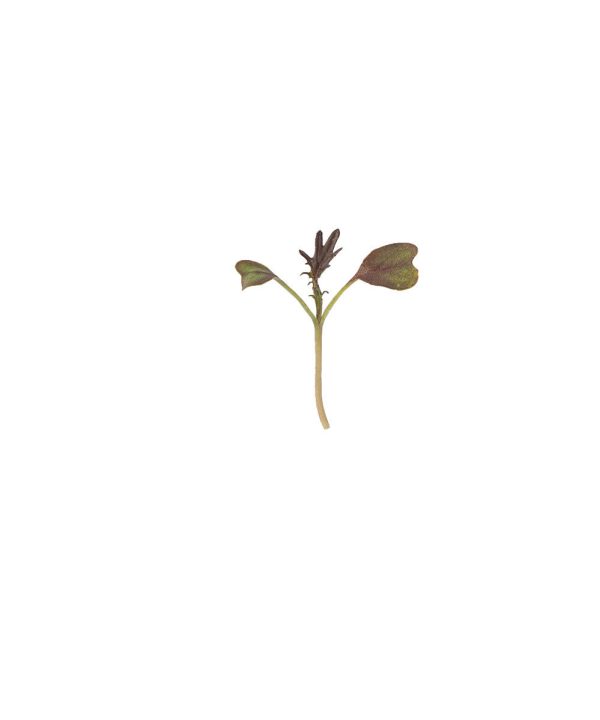 Kale, KX-1 - Organic Microgreen Seed