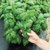 Prospera Compact DMR (PL4) - Organic Pelleted (F1) Basil Seed