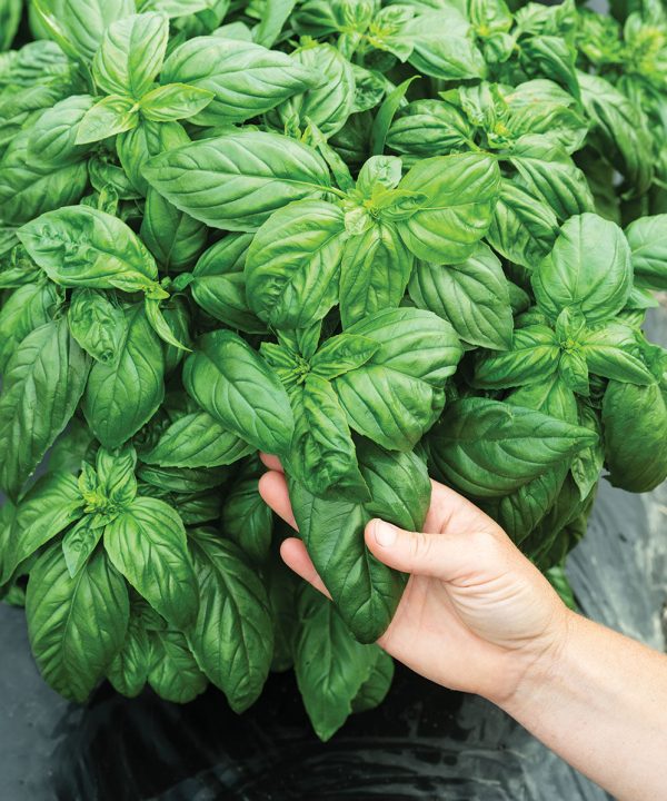 Prospera Compact DMR (PL4) - Organic Pelleted (F1) Basil Seed