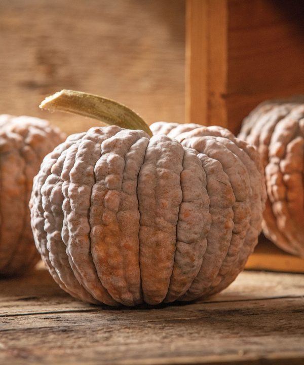 Black Futsu - Organic Butternut Squash Seed