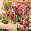 Nature Mulberry Shades - (F1) Viola Seed