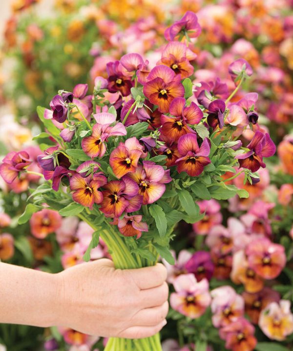 Nature Mulberry Shades - (F1) Viola Seed