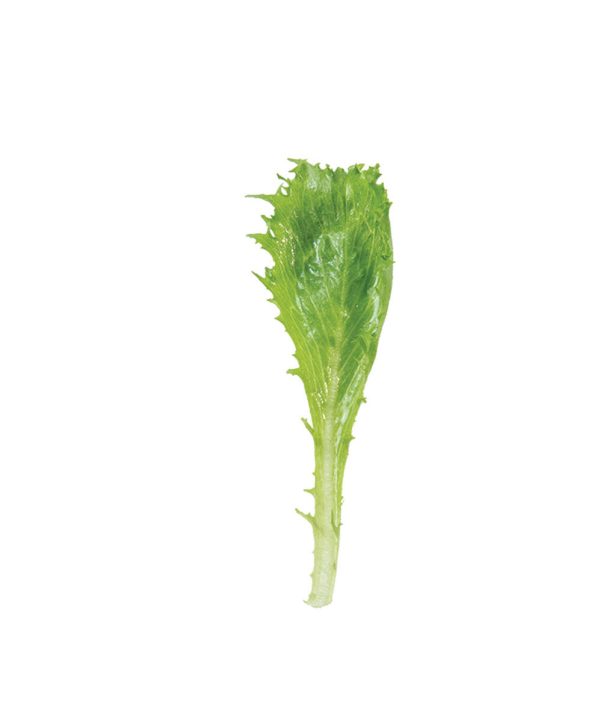 Riptide - Organic Pelleted Lettuce Seed