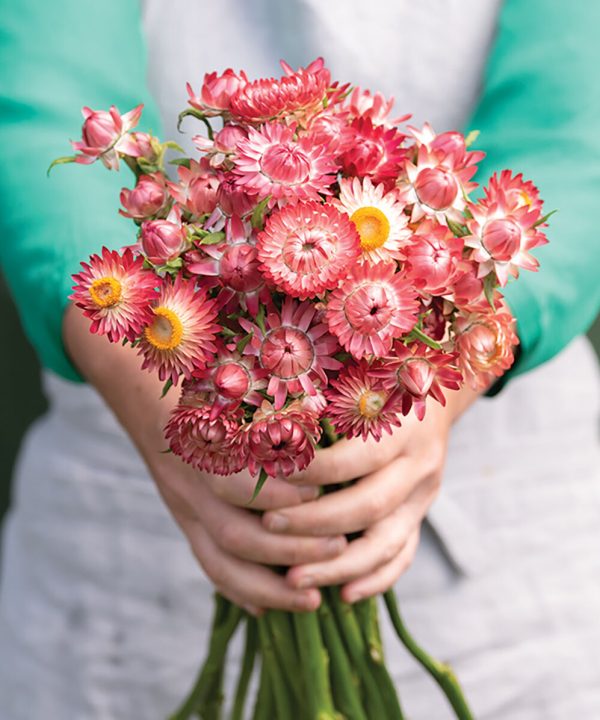 King Size Raspberry Rose - Strawflower Seed