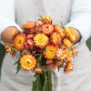 King Size Orange - Strawflower Seed