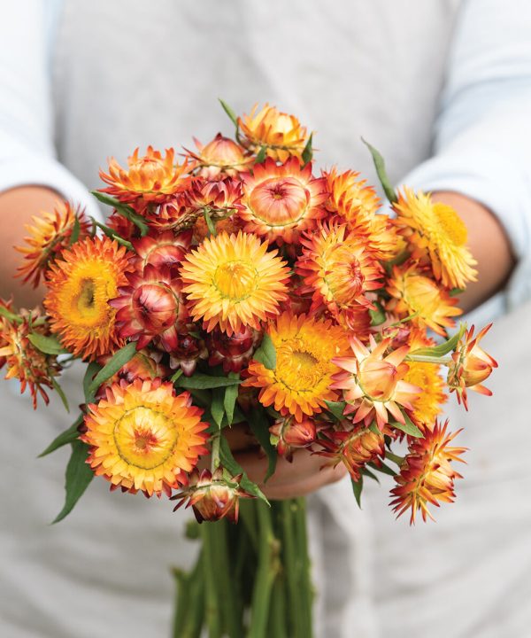 King Size Orange - Strawflower Seed