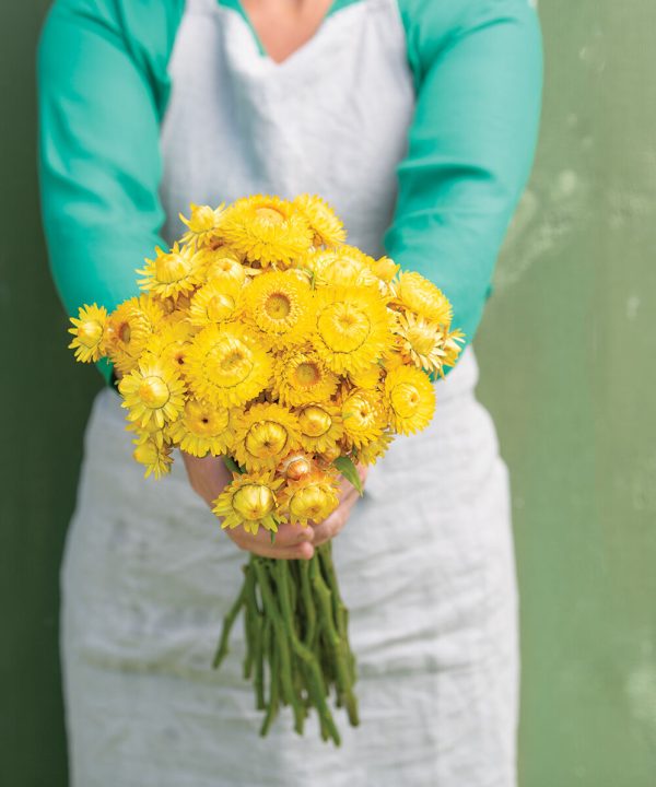 King Size Gold - Strawflower Seed