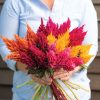 Sunday Mix - Celosia Seed