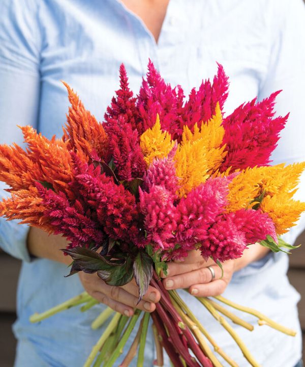 Sunday Mix - Celosia Seed