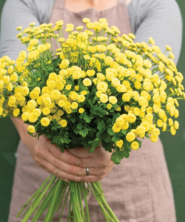 Sunny Ball - Organic Matricaria Seed