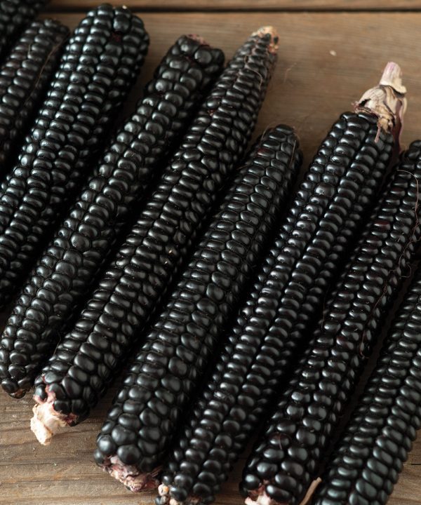 Montana Morado Maize - Organic Corn Seed