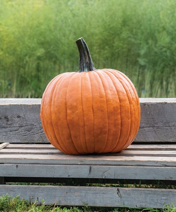 The Boss - (F1) Pumpkin Seed