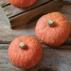 Marmalade - Organic (F1) Kabocha Squash Seed