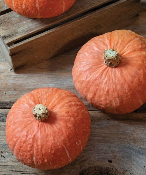 Marmalade - Organic (F1) Kabocha Squash Seed