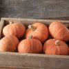 Marmalade - (F1) Kabocha Squash Seed