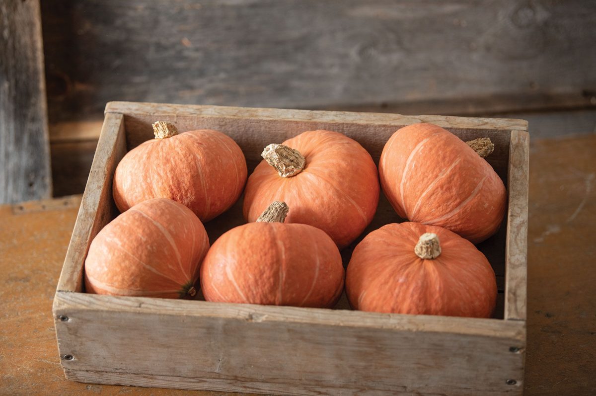 Marmalade - (F1) Kabocha Squash Seed
