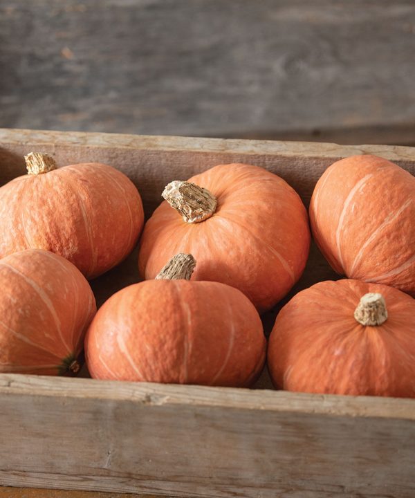 Marmalade - (F1) Kabocha Squash Seed