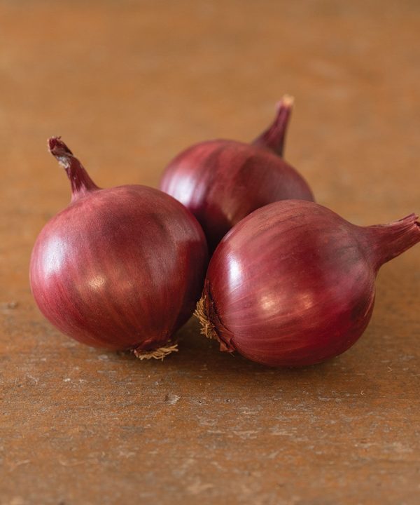 Barolo - (F1) Onion Seed
