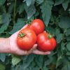 Celebrity Plus - (F1) Tomato Seed