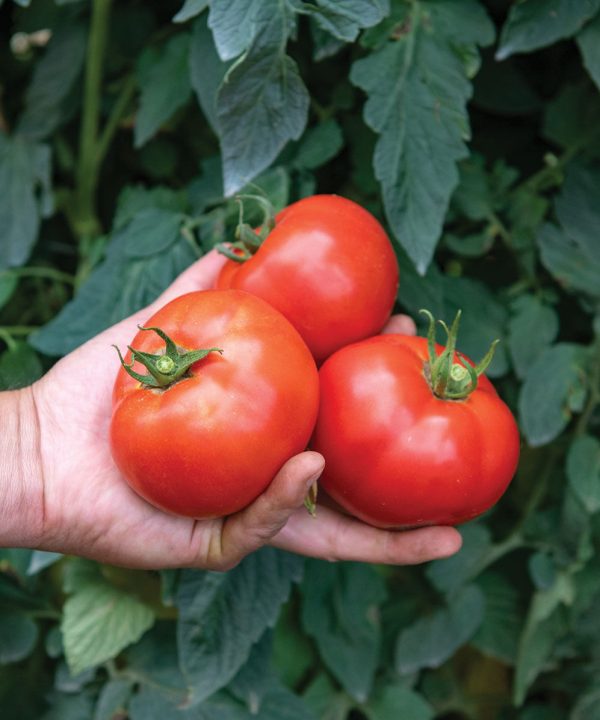 Celebrity Plus - (F1) Tomato Seed