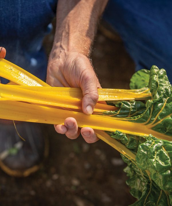 Heart of Gold - Organic Swiss Chard Seed
