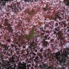 Azirka - Pelleted Lettuce Seed