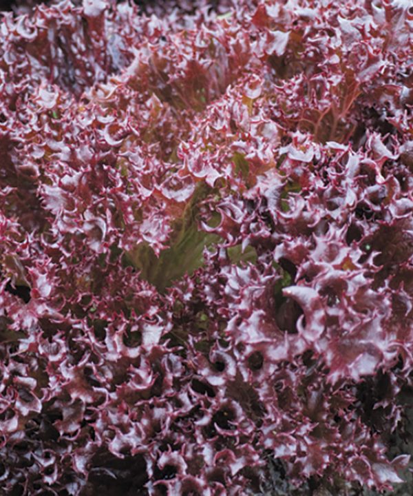 Azirka - Pelleted Lettuce Seed