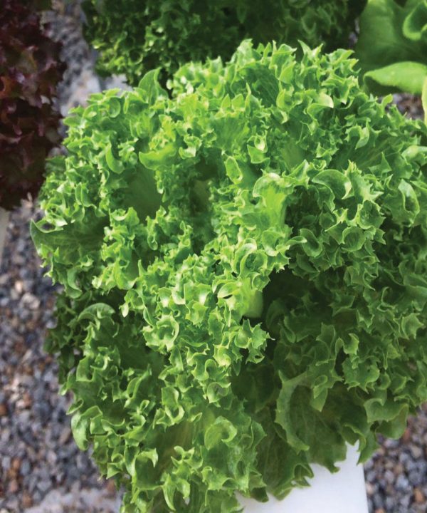 Cristabel - Pelleted Lettuce Seed