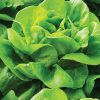 Casey - Pelleted Lettuce Seed