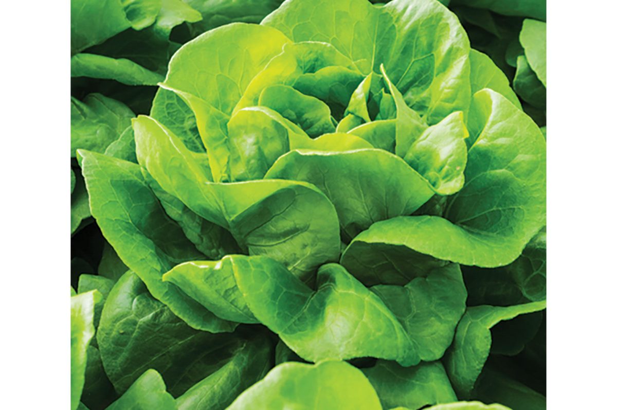 Casey - Pelleted Lettuce Seed