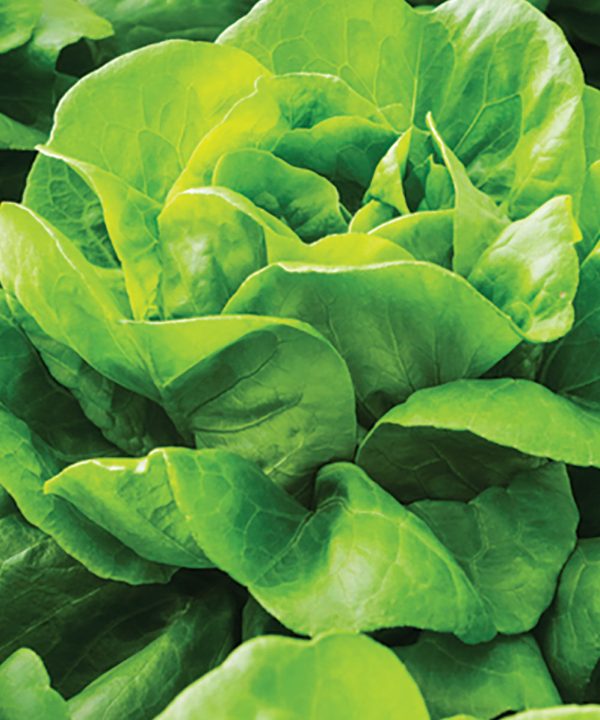 Casey - Pelleted Lettuce Seed