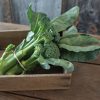 Sweet Bunch - (F1) Broccoli Seed