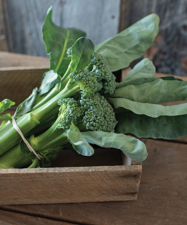 Sweet Bunch - (F1) Broccoli Seed