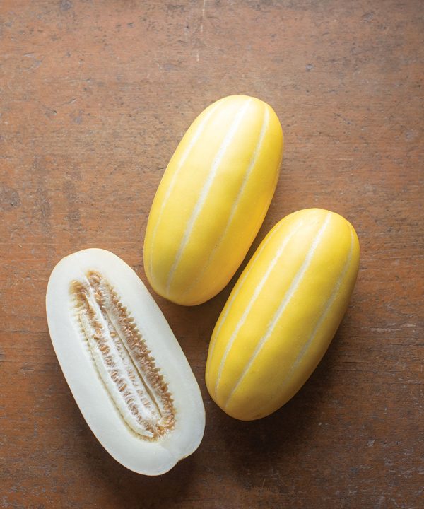 Golden Giant - (F1) Melon Seed
