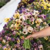 Frizzle Sizzle Mini Tapestry - Viola Seed