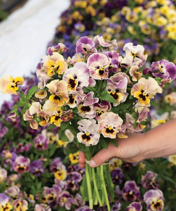 Frizzle Sizzle Mini Tapestry - Viola Seed