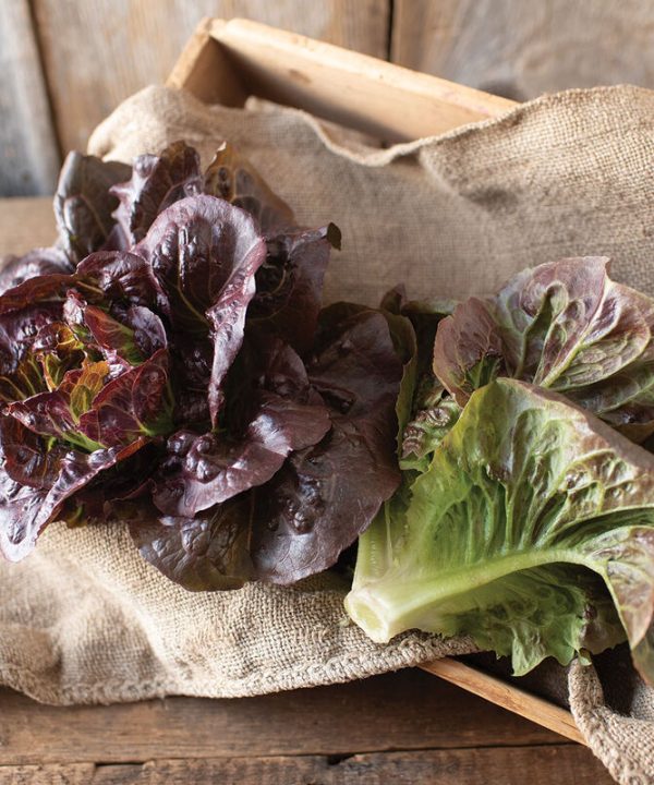 Pomegranate Crunch - Organic Romaine Lettuce Seeds