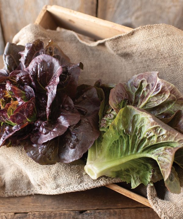 Pomegranate Crunch - Organic Romaine Lettuce Seeds