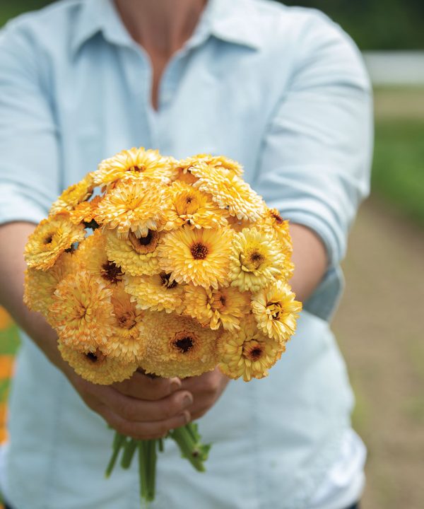 Pacific Apricot Beauty - Calendula Seed