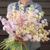 Iron Pastel Mix - Stock Seed