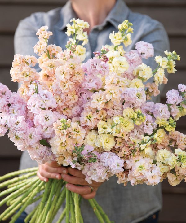 Iron Pastel Mix - Stock Seed