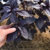 Prospera Red DMR - Organic (F1) Basil Seed
