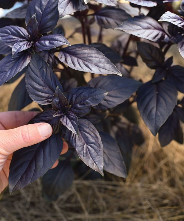 Prospera Red DMR - Organic (F1) Basil Seed