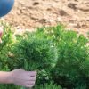 Menuette - Fern Leaf Parsley Seeds