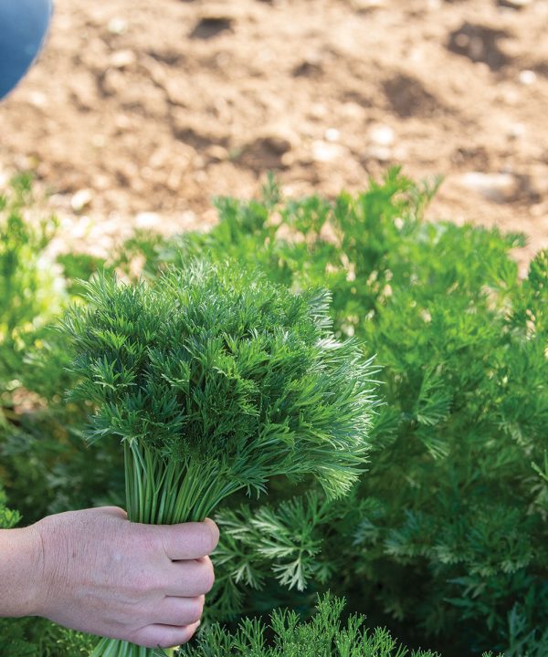 Menuette - Fern Leaf Parsley Seeds