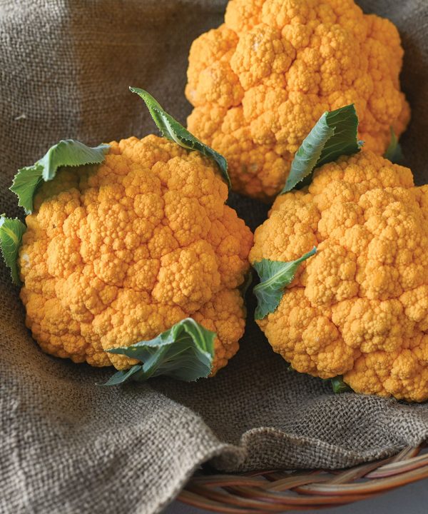 Clementine - Orange Cauliflower Seeds