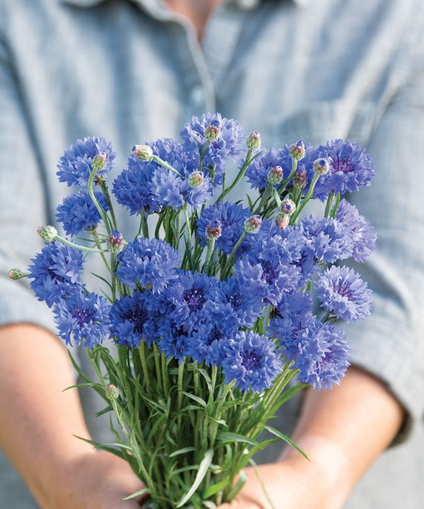 Tall Blue Boy - Organic Centaurea Seed