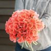Grace Salmon - Clarkia Seed